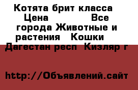 Котята брит класса › Цена ­ 20 000 - Все города Животные и растения » Кошки   . Дагестан респ.,Кизляр г.